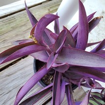 Purple Heart Plant, Tradescantia Pallida, Purple Wandering Dude, 2" house plant image 1
