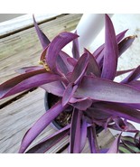 Purple Heart Plant, Tradescantia Pallida, Purple Wandering Dude, 2&quot; hous... - $7.99