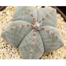 10 Astrophytum myriostigma Seeds Cactus Plants for Garden - $7.00