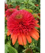 50 Double Orange Coneflower Seeds Echinacea Perennial Flowers Seed Fresh... - $12.34 CAD