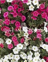 20 Pcs Mixed Impatiens Balsamina Seeds Red White Pink Flowers Fresh Seeds - £5.98 GBP