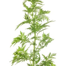 Sweet Annie Artemisia Annua Dried Cut Flower Usa Seller Garden - $12.09