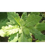 Daun Dewa - Crassocephalum montuosum Leaf (Dried), 80 Gram - $689.37 MXN