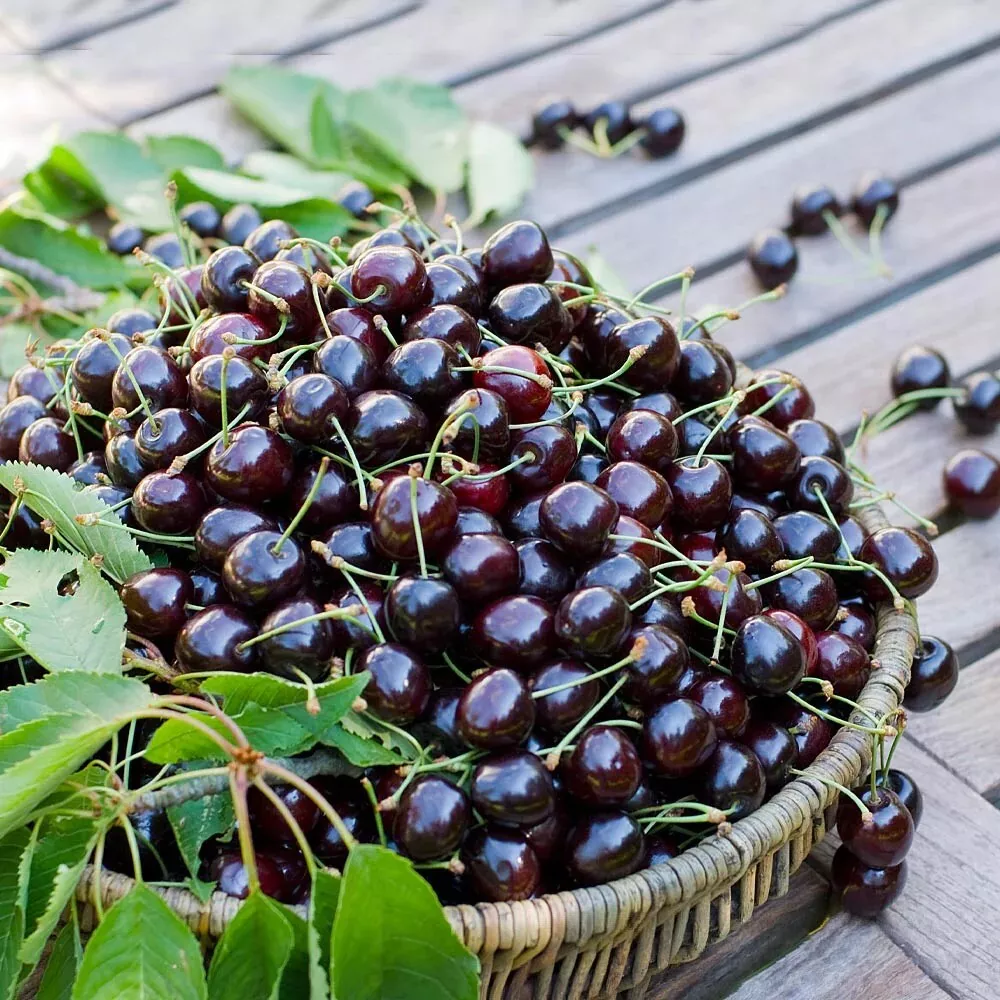 15 Organic BLACK CHERRY SEEDS | SWEET EDIBLE FRUIT, Prunus serotina, Sea... - $18.01
