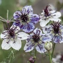 50 Nigella Love In The Mist Delft Blue Flower Seeds Long Lasting Reseeding Annu - £13.49 GBP