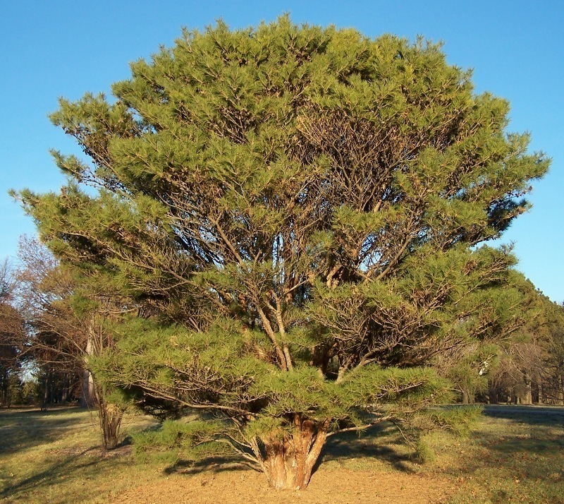 Pinus Densiflorus Japanese Red Pine Tree 5 seeds Fresh Gardening - $17.96