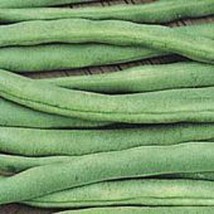 USA SELLER Kentucky Wonder Bush Beans Seeds Fast Shipping - $13.79