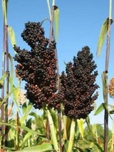 Black African Sorghum - Sugar Sorghum - 50+ seeds - Sh 022 - £1.96 GBP