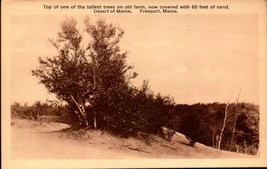 Vintage RPPC-DESERT Of MAINE-FREEPORT-ONE Of Tallest Trees In 60&#39; Of Sand BK38 - £3.49 GBP