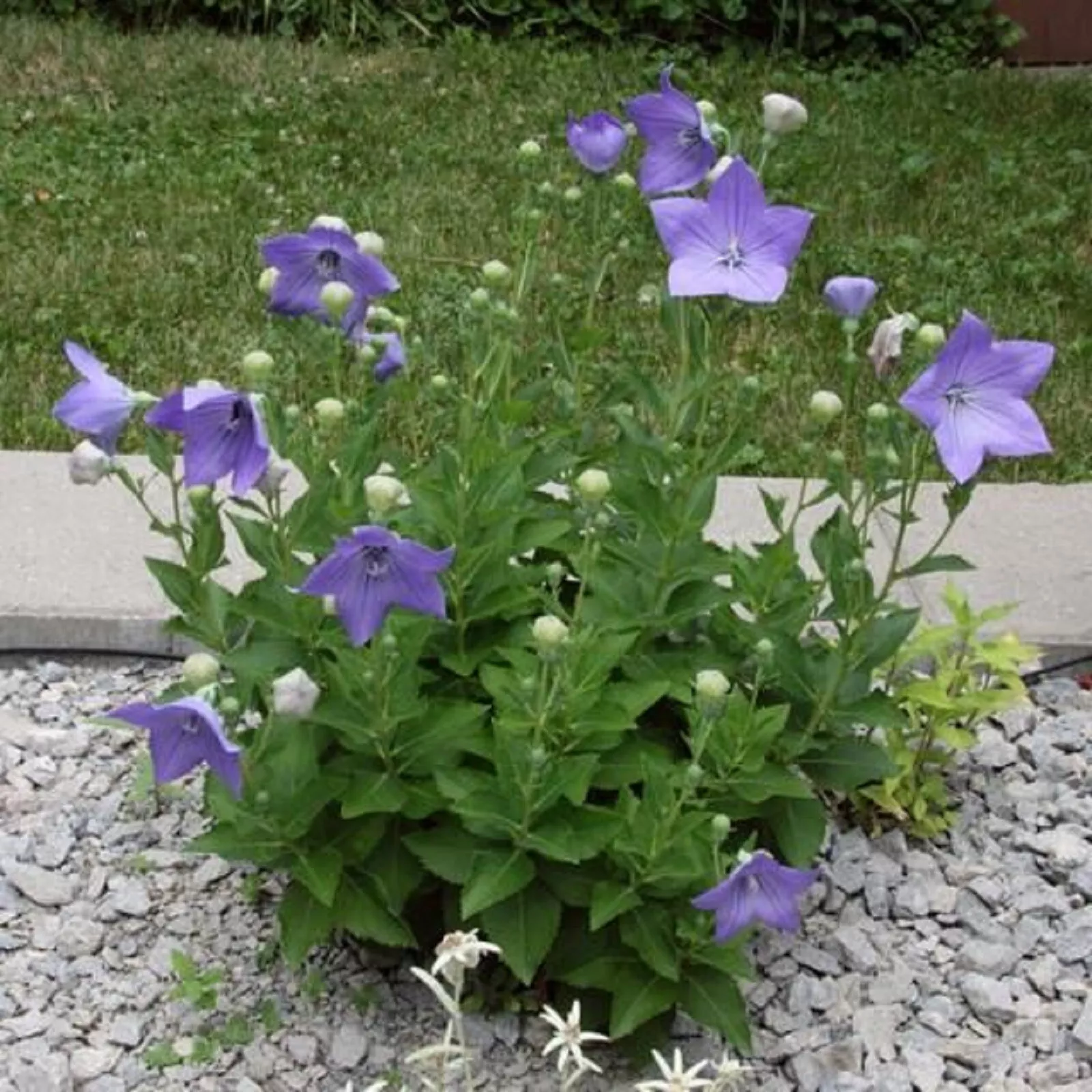 PLATYCODON &#39;SENTIMENTAL BLUE&#39; - Balloon Flower - DORMANT - $37.21 CAD