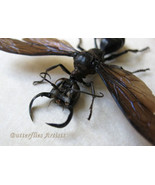 King Wasps VERY RARE Megalara Garuda Real Wasp Framed Entomology Shadowbox - $270.29 CAD
