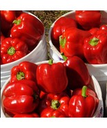 KB Bull Nose Bell Pepper Sweet 15 Seeds Nongmo Heirloom Vegetable Large ... - $14.52 CAD