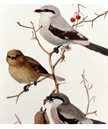 Northern And Migrant Shrikes 1936 Bird Lithograph Color Plate Print DWU12C - $34.28 CAD