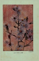 Vintage 1922 Print Purple Aster New England 2 Side Flowers You Should Know - £13.26 GBP