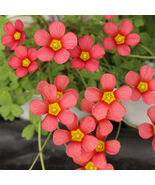 Oxalis obtusa Jennie Flowering Bulbs | Salmon Pink Winter Flowers Beauty - $325.79 MXN