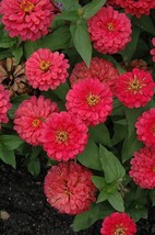 100 Magellan Cherry Zinnia Seeds Planting Fast US Shipping - $10.96