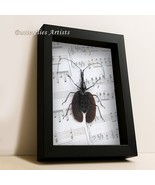 Real Violin Beetle Mormolyce Phyllodes on Vintage Music Paper Framed Sha... - $74.99
