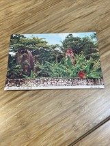 Vintage The Ancient Water Wheel Jamaica Postcard Travel Souvenir KG JD - $147.44 MXN