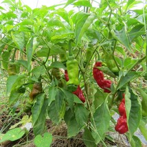 200 Seeds Peter Pepper Seeds Beautiful - $7.11