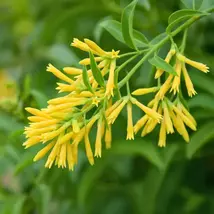 Night Blooming Jasmine Live Plant - Fragrant Flowering Vine - $172.42