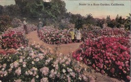 Rose Garden Scene California CA 1914 San Francisco Postcard B22 - £2.36 GBP