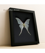 Actias Ningpoana XL Green Indian Luna Moth Real Framed Entomology Shadowbox - €94,38 EUR