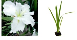 Live Plant Louisiana Iris &#39;Waihi Wedding&#39; American wildflower - Iris -Live Plant - £36.95 GBP