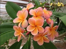 5 Light Pink Orange Plumeria Seeds Plants Flower   - £13.34 GBP