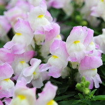 30 Antirrhinum Lavender Bi-Color Snapdragon Seeds Flower Fragrant - $17.96