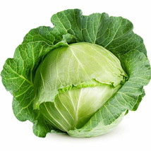 500+ Late Flat Dutch Cabbage Seeds for Garden Planting  - £6.55 GBP