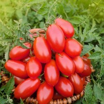 Roma Tomatoes - Seeds - Organic - Non Gmo - Heirloom Seeds – Vegetable Seeds FRE - £6.87 GBP