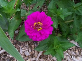 Sale 250 Seeds Violet Queen Zinnia Elegans Purple Double Dahlia Heirloom Flower  - £7.57 GBP