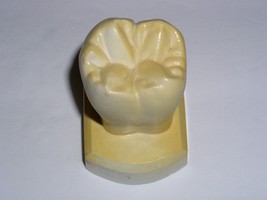 Dental Tooth Model Plaster Cast For Anatomy Morphology Teaching Lower 2n... - £14.14 GBP