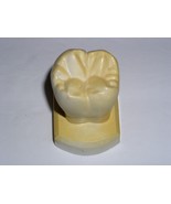 Dental Tooth Model Plaster Cast For Anatomy Morphology Teaching Lower 2n... - $24.43 CAD