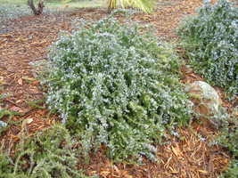 JR Creeping Rosemary ‘Prostratus’ Live Plant - Beautiful Trailing Culinary Rosem - £12.87 GBP