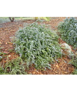 JR Creeping Rosemary ‘Prostratus’ Live Plant - Beautiful Trailing Culina... - £12.65 GBP