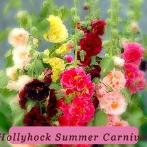 Strong Plant 22 Seeds Hollyhock Summer Carnival Mix - $35.56 MXN