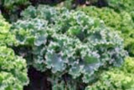 ArfanJaya Kale Seed Vates Blue Curled Scotch Heirloom Non Gmo 100 Seeds - £7.26 GBP