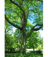 Honey Locust 25 Seeds Fast Shipping - $8.77