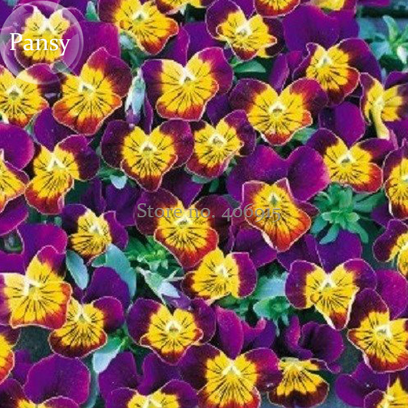 Yellow Purple Pansy Flowers 20 Seeds - $7.99 Yellow Purple Pansy Flowers 20 Seeds - $7.99