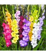 LKS Gladiolus Flower Bulbs 15 Mix Large Flowers Gladioli Sword Lily Spri... - €34,30 EUR LKS Gladiolus Flower Bulbs 15 Mix Large Flowers Gladioli Sword Lily Spri... - €34,30 EUR