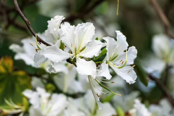 10 White Orchid Tree Bauhinia Alba Camel&#39;S Foot Butterfly Flower Tree Seeds Fres - £7.99 GBP