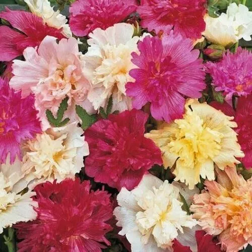 Hollyhock Dwarf Queeny Mix Compact Red Pink White 20 Tall 100 Seeds Fres... - $14.99
