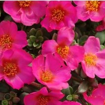 50 Purslane Seeds Toucan Fuschia Succulent Seeds Portulaca Seeds Fresh Seeds USA - £17.18 GBP