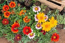 30 Mixed Colors Gazania Rigens Treasure Flower Seeds Fresh - £15.65 GBP