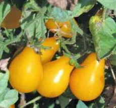 SEPTH 50 Seeds Beam&#39;S Yellow Pear Tomato Juicy Tomatoe Vegetable Garden Edible F - $5.49