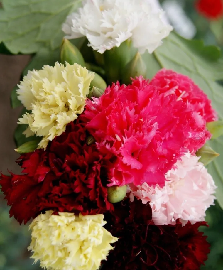 25 Seeds Chaubaud Mix French Carnation Flower - $9.50