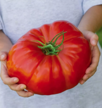 SD  550 Seeds   Beefsteak Heirloom Tomato Fresh For Gardens Garden Seeds - $8.33