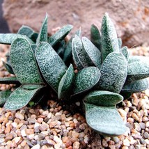 Exotic Gasteria Baylissiana - 10 Premium Succulent Seeds for Growing, Start Your - £7.47 GBP