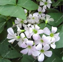 White Oxalis Seeds - $6.00